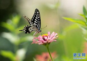 蝴蝶视觉,揭秘昆虫视觉的奇妙奥秘 第2张 蝴蝶视觉,揭秘昆虫视觉的奇妙奥秘 第2张