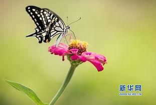 蝴蝶视觉,揭秘昆虫视觉的奇妙奥秘 第3张 蝴蝶视觉,揭秘昆虫视觉的奇妙奥秘 第3张