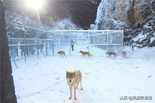 野狼谷,荒野探险与狼群传奇的神秘之旅