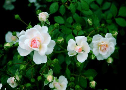 在他心上种蔷薇,在他心上种下永恒的蔷薇