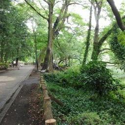 井之头恩赐公园,探寻历史与现代交融的绿意盎然——井之头恩赐公园之旅  第3张