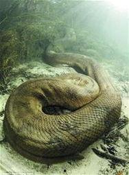 巨蟒在好莱坞,好莱坞奇幻之旅  第3张