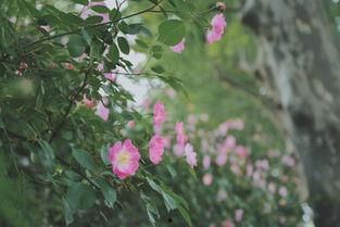 戏嗅蔷薇,探寻古典戏曲的芬芳韵味  第2张