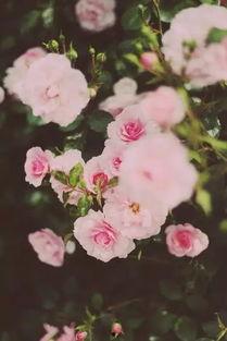 戏嗅蔷薇,探寻古典戏曲的芬芳韵味  第3张